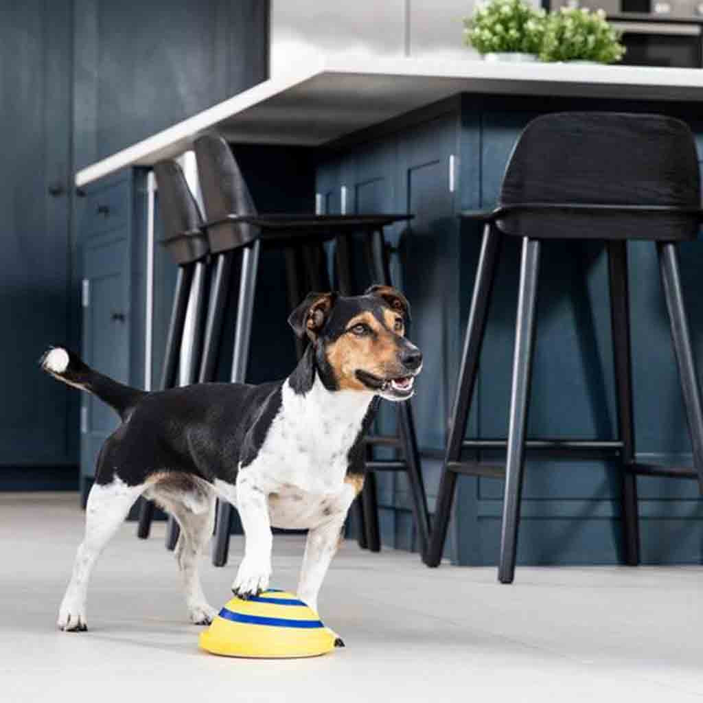 Sounding Disc Woof Glider For Pets - Pet it