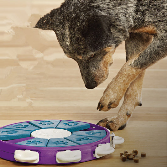 Dog educational toy